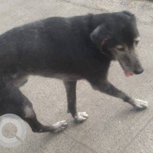 Missing: Black and White Male Indie Dog from SV road near Milap theater Malad west