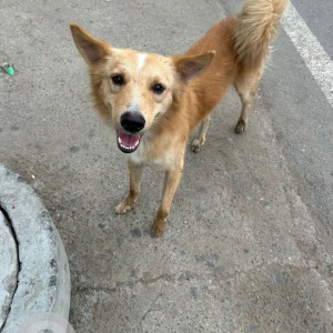 A White-Brown Mix Indie Dog Found from Raj Nagar II, New Delhi