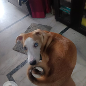 A White-Brown Mix Indie Dog Missing from Tagore Garden Extension, New Delhi