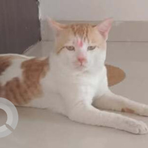 Missing: White-Brown Mix Male Indie Cat from Casalino tower, Handewadi road, Hadapsar
