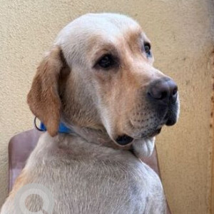 A White-Brown Mix Labrador Dog Found from Deccan Bus Stop, Opposite R-Deccan Mall