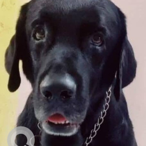 Missing: Black Male Labrador Dog from Chennai