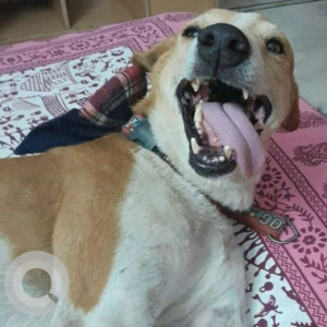A White-Brown Mix Indie Dog Missing from Sector 14, Faridabad