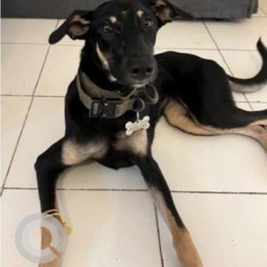 Missing: Black and Brown Female Indie Dog from Arde Gate, Pashan, Pune