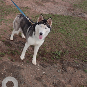 Missing: Black and White Female Husky Dog from Diamond Water Park Road
