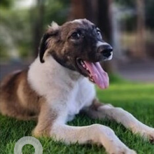 A White-Brown Mix Indie Dog Missing from Talwade, Pimpri Chinchwad