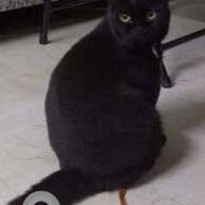 Missing: Black Male Persian Cat from Manish Villa 28 in Four Bungalows