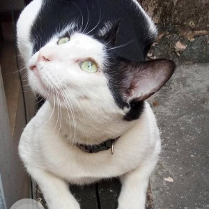 Missing: Black and White Male Indie Cat from 5th Avenue, Banu Nagar, Pudur