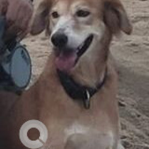 Missing: White-Brown Mix Male Indie Dog from Injambakkam, Chennai