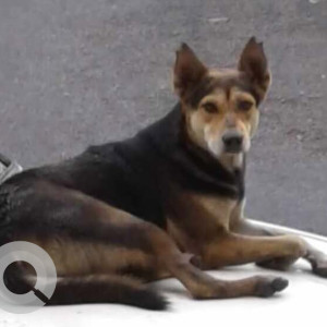 A Black and Brown Indie Dog Missing from Mallathahalli, Bengaluru