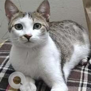 Missing: White and Grey Male Indie Cat from A 102 Gagandhwaj  Apartment Near Lajmoh Society