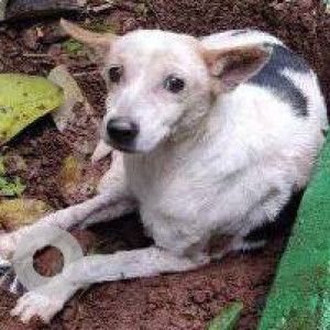 Missing: Black and White Female Indie Dog from Ghansoli, Navi Mumbai
