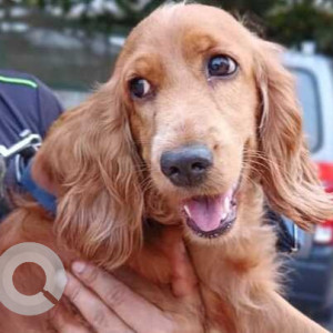 Found: Brown Not Available Cocker Spaniel Dog from CK Palya Road