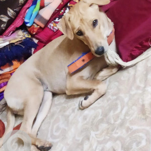 Brown Female Indie Dog is Missing from In and around Nandini Layout - Bangalore
