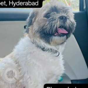 Missing: Black and White Female Shih Tzu Dog from Balaji Nagar, Kothapet, Hyderabad