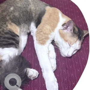 Missing: White-Brown Mix Male Indie Cat from Altinho, Panjim near Hanuman Mandir