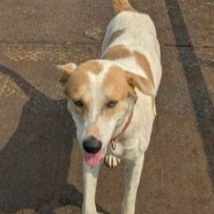 Missing: White-Brown Mix Male Indie Dog from IIM Calcutta, Joka, Kolkata
