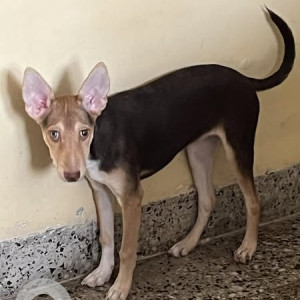 Missing: Black and Brown Female Indie Dog from Chincholi naka, Malad
