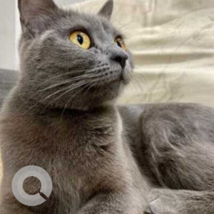 Missing: Grey Male Chartreux Cat from Ajmera Pimpri Chinchwad