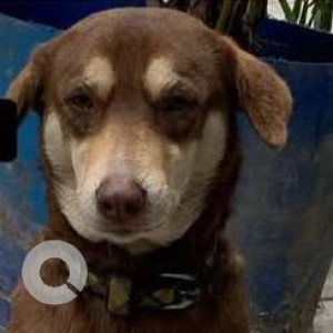 Missing: White-Brown Mix Female Indie Dog from Kautilaya Appartment, Dwarka Sector 14, Delhi