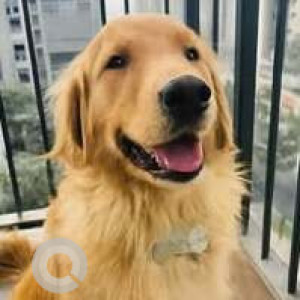 A Golden Golden Retriever Dog Missing from Airoli, Navi Mumbai