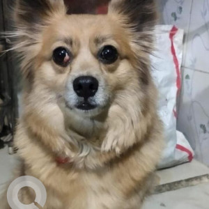 A White-Brown Mix Pomeranian Dog Missing from Lalpur, Ranchi