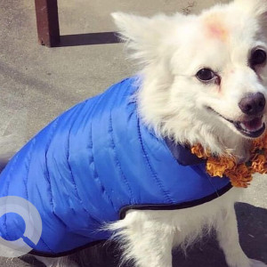 Missing: White Female Japanese Spitz Dog from Lokanthali Bhaktapur