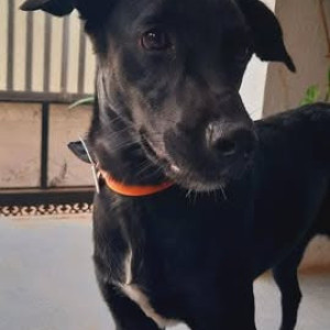 Missing: Black Female Indie Dog from Airport road, Lohegaon, Pune