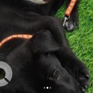 A Black Indie Dog Missing from Vimanapura, Bengaluru