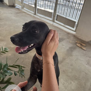 Found: Black Female Indie Dog from Bengaluru