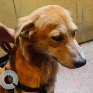 Found: Brown Male Indie Dog from Toy R Us, Linkin Road, Bandra