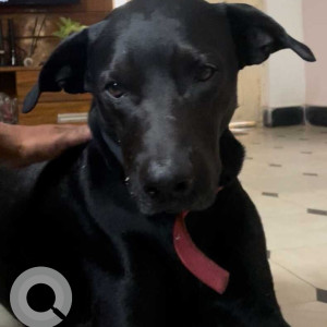 Missing: Black Male Doberman Labrador mix Dog from Vepagunta, Visakhapatnam