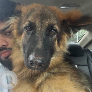 A Black and Brown German Shepherd Dog Missing from Pune