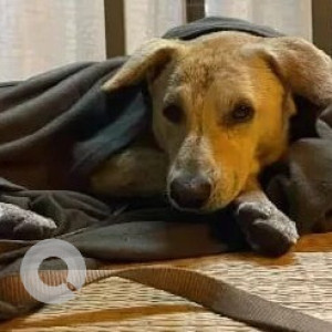 White Female Labrador Dog is Found from Dhanori Tushar Park
