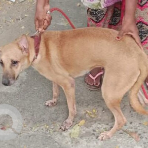 Missing: Brown Female Indie Dog from K block 17th Street Anna Nagar East