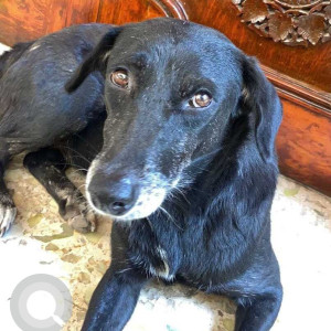 Missing: Black and White Female Indie Dog from Bhosale nagar , Pune university