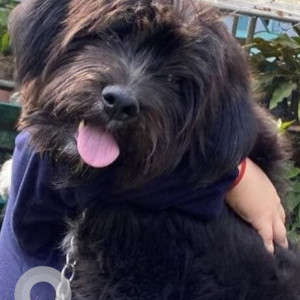 Missing: Black Male Catalan Sheepdog Dog from Sajong
