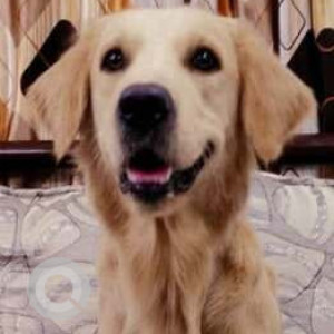 Missing: Brown Male Golden Retriever Dog from Krishna Nagar, Yousufguda