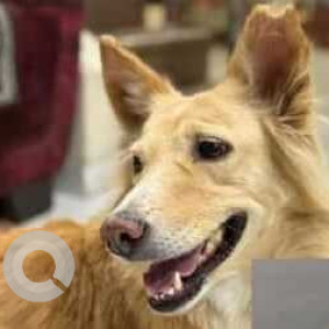 Missing: Brown Female Indie Dog from Wakad, Pune