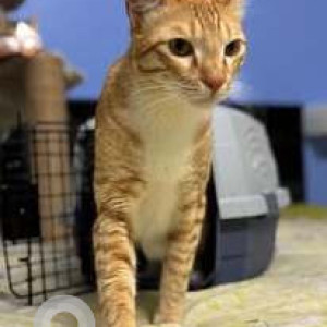 Missing: White-Brown Mix Male Ginger cat Cat from Kadugodi Tree Park