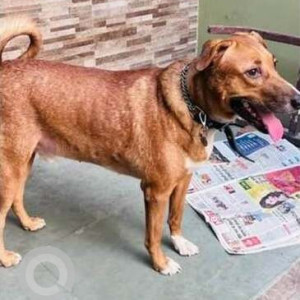 A Brown Indie Dog Missing from Sultanpur, New Delhi