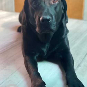 Missing: Black Male Labrador Dog from Vastushilp Building, Vadgaon Budruk Jadhav Nagar