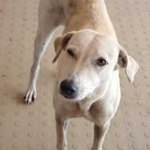 Missing: White Female Indie Dog from Building no 64, Tilak Nagar, Mumbai