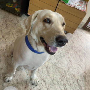 Found: White Male Labrador Dog from JP Nagar