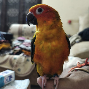 A Orange Sun Conure parrot Bird Missing from Nandanam, Chennai
