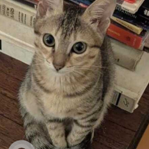 A White and Grey Indie Cat Missing from Chari Vaddo, Moira
