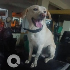 A White Labrador Dog Found from Gottigere, Bengaluru