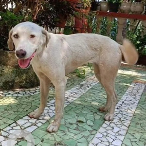 Found: White Female Indie Dog from Altinho, Panjim