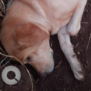 Found: White Male Labrador Dog from kharadi