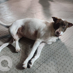 Missing: White-Brown Mix Female Indie Dog from Noble chemist and food arcade, Matunga East